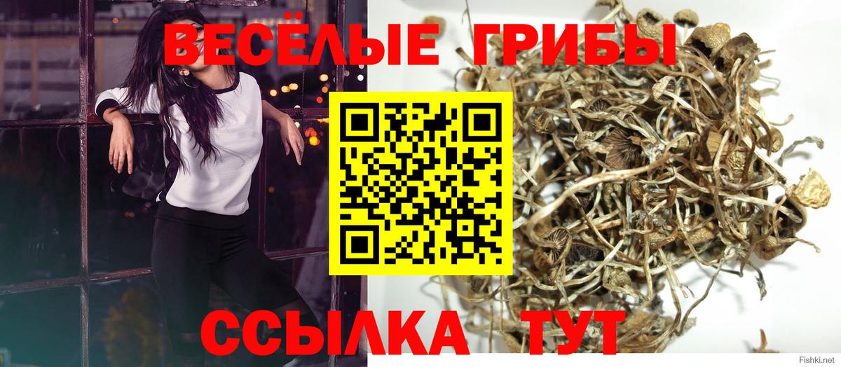 Красноперекопск  Псилоцибиновые грибы Cubensis  Вход с VPN  Псилоцибиновые грибы Psilocybe 